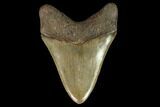 Serrated, 5.23" Fossil Megalodon Tooth - South Carolina - #129449-2